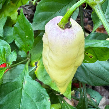 Bingo White - Seeds - The Pepper Pantry (Formerly Marie Sharp's)
